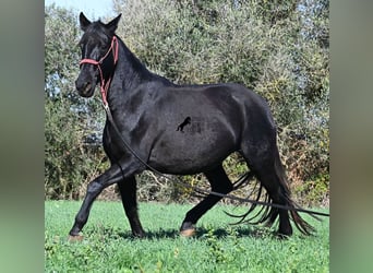 Menorquin, Klacz, 9 lat, 154 cm, Kara