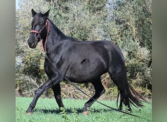 Menorquin, Klacz, 9 lat, 154 cm, Kara