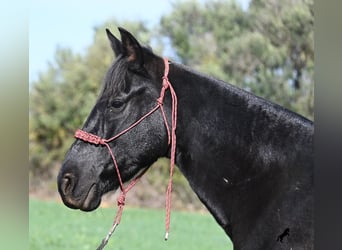 Menorquin, Klacz, 9 lat, 154 cm, Kara