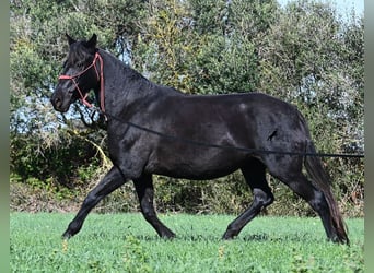 Menorquin, Klacz, 9 lat, 154 cm, Kara