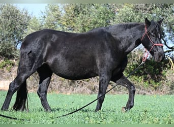 Menorquin, Klacz, 9 lat, 154 cm, Kara