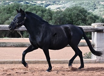 Menorquin, Klacz, 9 lat, 156 cm, Kara