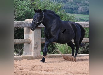 Menorquin, Klacz, 9 lat, 156 cm, Kara