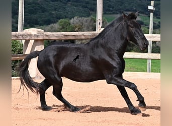 Menorquin, Klacz, 9 lat, 160 cm, Kara