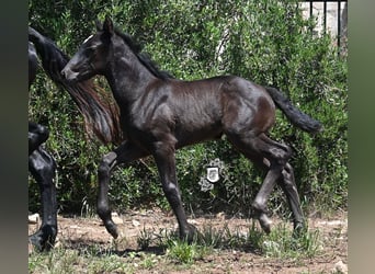 Menorquin, Klacz, , 165 cm, Kara