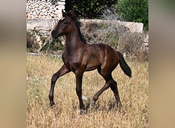 Menorquin, Klacz, , 165 cm, Kara