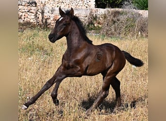 Menorquin, Klacz, , 165 cm, Kara