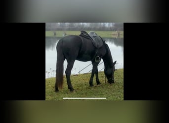 Menorquin, Mare, 10 years, 15.3 hh, Black