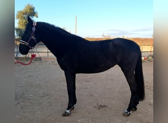 Menorquin, Mare, 11 years, 15,2 hh, Black