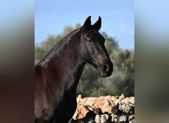 Menorquin, Mare, 19 years, 15.2 hh, Black