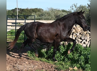 Menorquin, Mare, 19 years, 15.2 hh, Black
