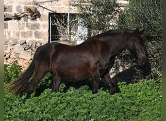 Menorquin, Mare, 19 years, 15,2 hh, Black