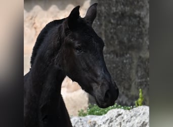 Menorquin, Mare, 1 year, 15,1 hh, Black