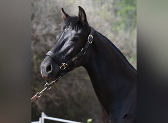 Menorquin, Mare, 1 year, 15.1 hh, Black