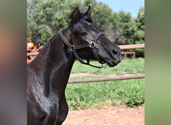 Menorquin, Mare, 1 year, 15.1 hh, Black