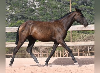 Menorquin, Mare, 1 year, 15.1 hh, Black