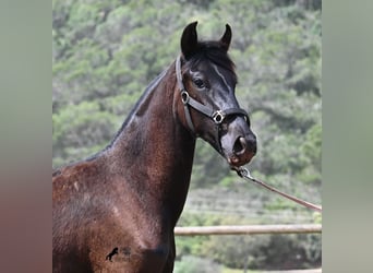 Menorquin, Mare, 1 year, 15.1 hh, Black