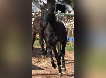 Menorquin, Mare, 1 year, 15,1 hh, Black