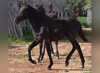 Menorquin, Mare, 1 year, 15,1 hh, Black