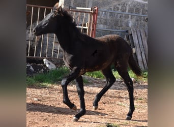 Menorquin, Mare, 1 year, 15,1 hh, Black