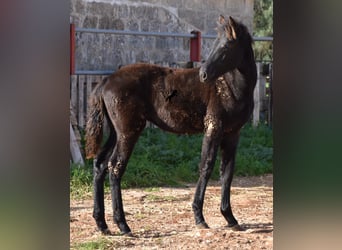 Menorquin, Mare, 1 year, 15,1 hh, Black