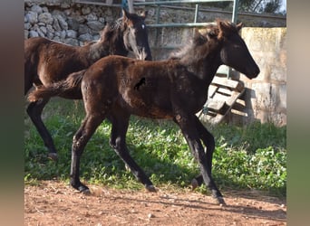 Menorquin, Mare, 1 year, 15,1 hh, Black