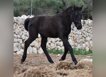 Menorquin, Mare, 1 year, 15.1 hh, Black