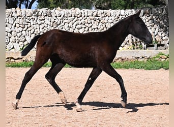 Menorquin, Mare, 1 year, 15,1 hh, Black