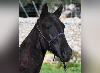 Menorquin, Mare, 1 year, 15,1 hh, Black