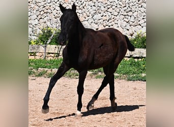 Menorquin, Mare, 1 year, 15,1 hh, Black