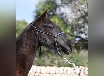 Menorquin, Mare, 1 year, 15,1 hh, Black