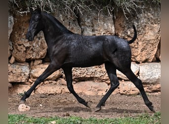 Menorquin, Mare, 1 year, 15,2 hh, Black