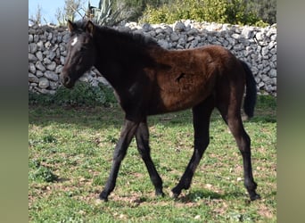 Menorquin, Mare, 1 year, 15.2 hh, Black