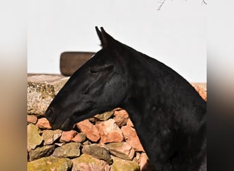 Menorquin, Mare, 1 year, 15.2 hh, Black