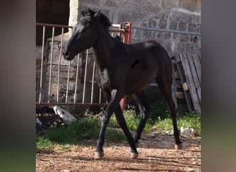 Menorquin, Mare, 1 year, 15,2 hh, Black