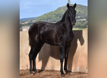 Menorquin, Mare, 1 year, 15.2 hh, Black