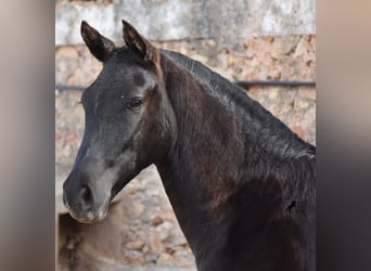 Menorquin, Mare, 1 year, 15.2 hh, Black