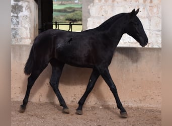 Menorquin, Mare, 1 year, 15.2 hh, Black