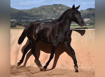 Menorquin, Mare, 1 year, 15.2 hh, Black
