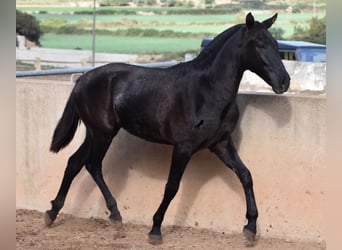 Menorquin, Mare, 1 year, 15.2 hh, Black