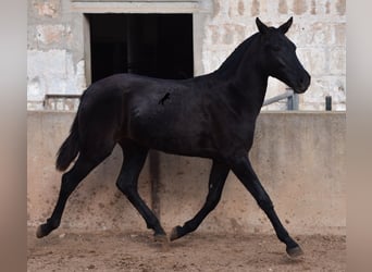 Menorquin, Mare, 1 year, 15.2 hh, Black
