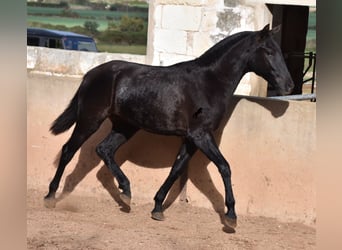 Menorquin, Mare, 1 year, 15.2 hh, Black