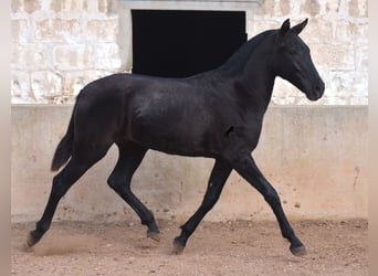 Menorquin, Mare, 1 year, 15.2 hh, Black