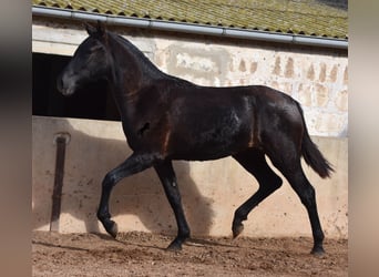 Menorquin, Mare, 1 year, 15.2 hh, Black