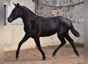 Menorquin, Mare, 1 year, 15.2 hh, Black