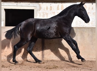 Menorquin, Mare, 1 year, 15.2 hh, Black