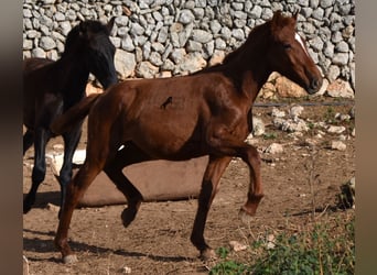 Menorquin, Mare, 1 year, 15,2 hh, Chestnut-Red