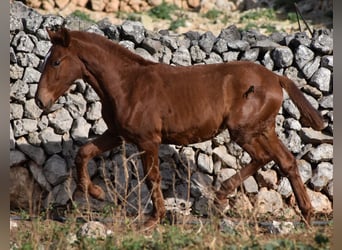 Menorquin, Mare, 1 year, 15,2 hh, Chestnut-Red