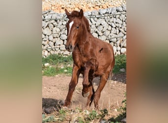 Menorquin, Mare, 1 year, 15,2 hh, Chestnut-Red