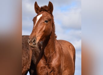 Menorquin, Mare, 1 year, 15,2 hh, Chestnut-Red